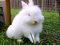 Free Lionhead Rabbit Stock Photos - 5074003