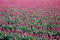 Free Tulip Fields Stock Image - 5075711
