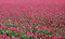 Free Tulip Fields Royalty Free Stock Images - 5075719
