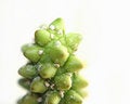 Free Pollen Stock Photos - 5087473