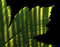 Free The Leaf Stock Photos - 5085323