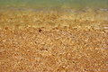 Free Sea Shells Beach, Background Stock Images - 5090854