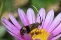 Free Metallic Bug Royalty Free Stock Image - 5090946