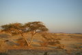 Free Desert Landscape Royalty Free Stock Image - 5092106