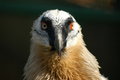 Free Hawk Royalty Free Stock Photography - 5092107