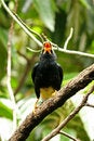Free Yellow Faced Mynah Royalty Free Stock Images - 5095409
