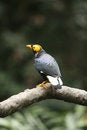 Free Yellow Faced Mynah Stock Image - 5095431