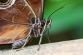 Free Fat Butterfly Royalty Free Stock Image - 5095806