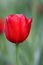 Free Beautiful Flower Red Tulip Royalty Free Stock Photo - 5090645