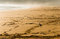 Free Seagull On Sand Royalty Free Stock Image - 5091416