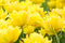 Free Meadow With The Bright Spring Tulips Royalty Free Stock Photography - 5094657