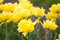 Free Meadow With The Bright Spring Tulips Stock Images - 5094684