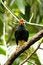Free Yellow Faced Mynah Royalty Free Stock Images - 5095409
