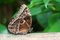 Free Tropical Butterfly Stock Photography - 5095802
