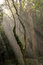 Free Sunlight Entering The Forest With Green Toning Stock Photos - 5096173