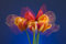 Free Tulips Royalty Free Stock Images - 5096539