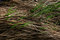 Free Grey Grass And Green Grass Royalty Free Stock Photos - 5098448
