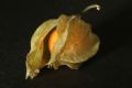 Free Physalis In A Graceful Mood Stock Photos - 516693
