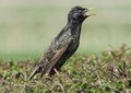 Free Starling Royalty Free Stock Image - 5109786