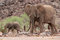 Free Cute Elephant Calf And Elephant Cow Stock Image - 5103241