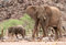Free Cute Elephant Calf With Elephant Cow Stock Images - 5103244