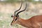 Free Springbok Antelope Royalty Free Stock Photography - 5103387