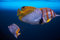 Free Butterfly Fishes. Royalty Free Stock Photo - 5103675