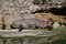 Free Hippo And Birds Royalty Free Stock Images - 5106899