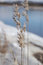 Free Plant Close Up Stock Photos - 5109423