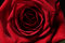 Free Single Red Rose Stock Images - 5109894
