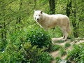 Free Arctic Wolf Royalty Free Stock Image - 5113956