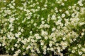 Free Flowerbed Stock Images - 5115844