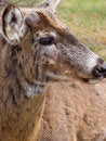 Free Deer Royalty Free Stock Photography - 5116017