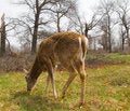 Free Deer Stock Photo - 5116020