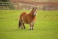 Free English Pony In A Field Royalty Free Stock Image - 5117846