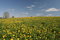 Free Dandelion Field Royalty Free Stock Photos - 5117468