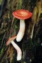 Free Mashrooms Royalty Free Stock Photography - 5122327