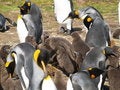 Free Kings Chicks Royalty Free Stock Photography - 5123197