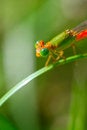 Free Damselfly Stock Photo - 5129250