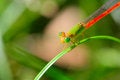 Free Damselfly Stock Photography - 5129302