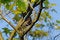 Free Majesty Starling Royalty Free Stock Photo - 5123125