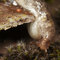 Free Garden Slug Royalty Free Stock Photos - 5129038