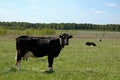 Free Black Cow In A Field Stock Photo - 5132920