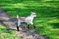 Free Kid Goat Royalty Free Stock Image - 5134166