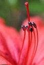 Free Rhododendron Stock Image - 5137231