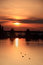 Free Ducks At Sunset Royalty Free Stock Photo - 5132325