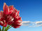 Free Red Tulips Stock Photography - 5135132