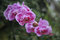 Free Pink Orchid Royalty Free Stock Images - 5136099