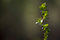 Free Spring Branch Stock Photo - 5139360