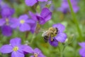 Free Bee Collecting Nectar Royalty Free Stock Photo - 5142255